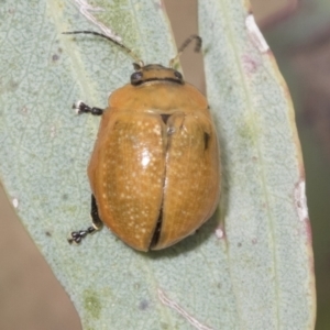 Paropsisterna cloelia at Molonglo Valley, ACT - 26 Apr 2022 12:43 PM