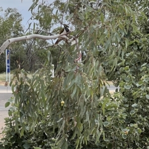 Entomyzon cyanotis at Lightning Ridge, NSW - 26 Apr 2022