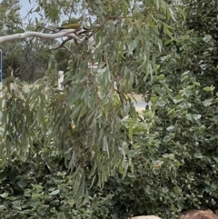 Entomyzon cyanotis at Lightning Ridge, NSW - 26 Apr 2022 12:40 PM