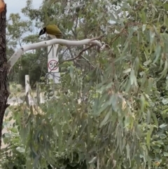Entomyzon cyanotis at Lightning Ridge, NSW - 26 Apr 2022 12:40 PM