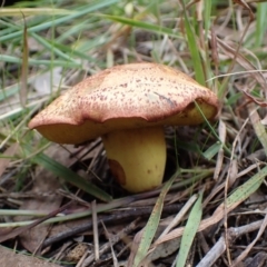 zz bolete at Cook, ACT - 27 Apr 2022 by drakes