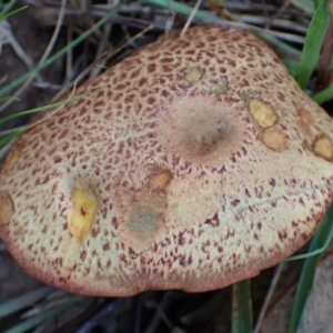 zz bolete at Cook, ACT - 27 Apr 2022 09:22 AM