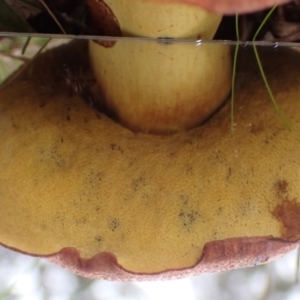 zz bolete at Cook, ACT - 27 Apr 2022 09:22 AM