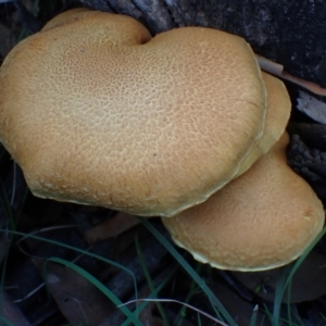 Gymnopilus junonius at Cook, ACT - 27 Apr 2022