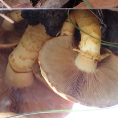 Gymnopilus junonius at Cook, ACT - 27 Apr 2022