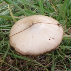 zz agaric (stem; gills not white/cream) at Mount Painter - 26 Apr 2022 by drakes