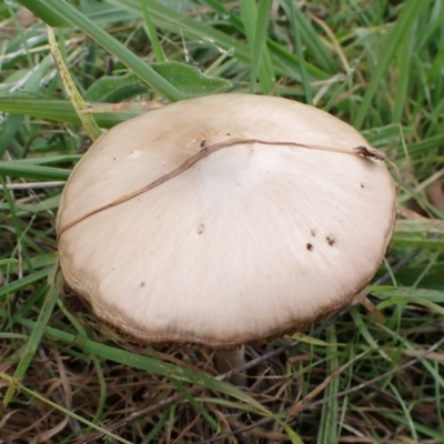 zz agaric (stem; gills not white/cream) at Mount Painter - 26 Apr 2022 by drakes