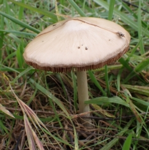 zz agaric (stem; gills not white/cream) at Cook, ACT - 27 Apr 2022