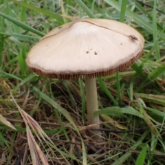 zz agaric (stem; gills not white/cream) at Cook, ACT - 27 Apr 2022
