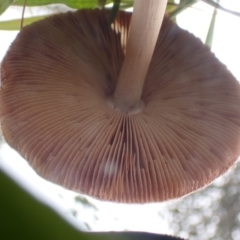 zz agaric (stem; gills not white/cream) at Cook, ACT - 27 Apr 2022