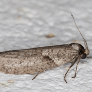 Lepidoscia adelopis, annosella and similar species at Melba, ACT - 28 Mar 2022