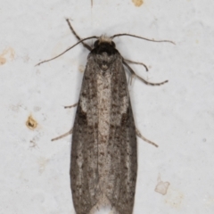 Lepidoscia adelopis, annosella and similar species at Melba, ACT - 28 Mar 2022