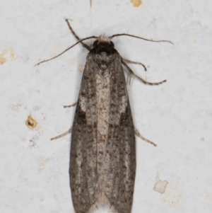 Lepidoscia adelopis, annosella and similar species at Melba, ACT - 28 Mar 2022