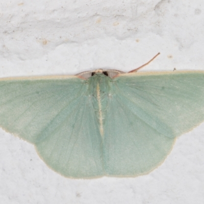 Chlorocoma assimilis (Golden-fringed Emerald Moth) at Melba, ACT - 29 Mar 2022 by kasiaaus