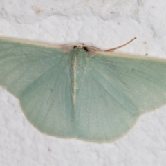 Chlorocoma assimilis at Melba, ACT - 29 Mar 2022 10:12 PM