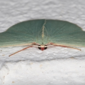 Chlorocoma assimilis at Melba, ACT - 29 Mar 2022 10:12 PM