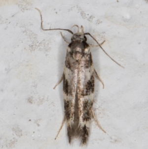 Limnaecia (genus) at Melba, ACT - 29 Mar 2022 10:17 PM