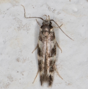 Limnaecia (genus) at Melba, ACT - 29 Mar 2022