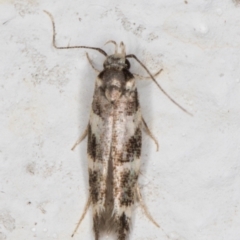 Limnaecia (genus) at Melba, ACT - 29 Mar 2022