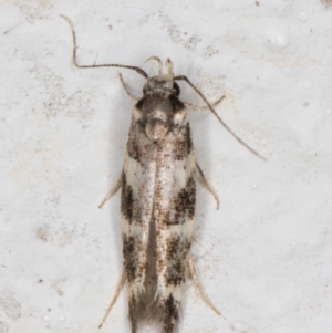 Limnaecia (genus) at Melba, ACT - 29 Mar 2022