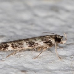 Limnaecia (genus) at Melba, ACT - 29 Mar 2022 10:17 PM