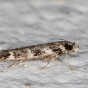 Limnaecia (genus) at Melba, ACT - 29 Mar 2022 10:17 PM