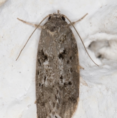 Oecophoridae (family) (Unidentified Oecophorid concealer moth) at Melba, ACT - 30 Mar 2022 by kasiaaus