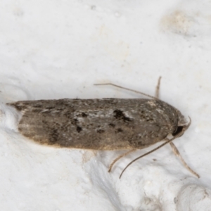 Oecophoridae (family) at Melba, ACT - 30 Mar 2022