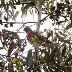 Trichoglossus moluccanus (Rainbow Lorikeet) at Wynn Vale, SA - 27 Apr 2022 by GaryNicol