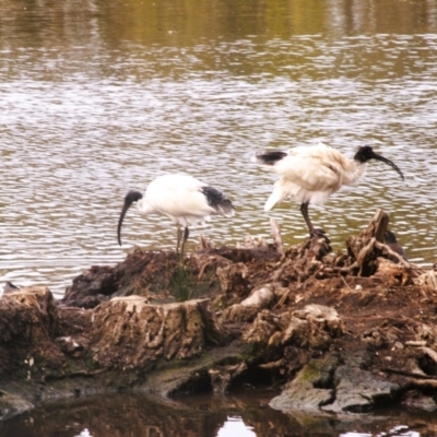 Threskiornis molucca (Australian White Ibis) at Wynn Vale, SA - 28 Apr 2022 by GaryNicol