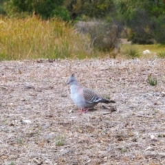 Ocyphaps lophotes (Crested Pigeon) at Aldinga Beach, SA - 27 Apr 2022 by GaryNicol