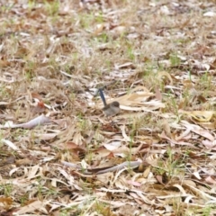 Malurus cyaneus (Superb Fairywren) at Aldinga Beach, SA - 28 Apr 2022 by GaryNicol