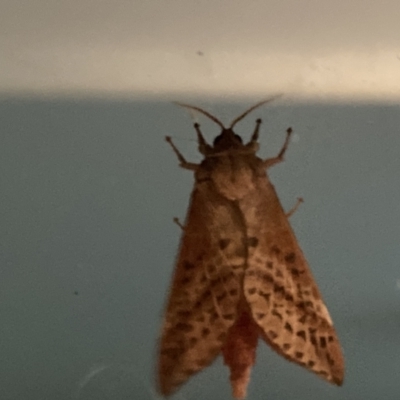 Oxycanus (genus) (Unidentified Oxycanus moths) at Theodore, ACT - 27 Apr 2022 by Cardy