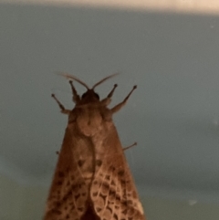 Oxycanus (genus) at Theodore, ACT - 27 Apr 2022 11:47 PM