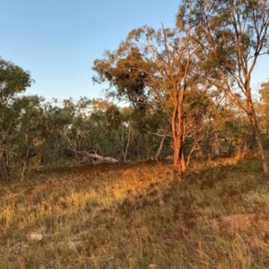 Hypericum perforatum at Watson, ACT - 21 Mar 2022