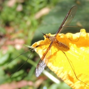 Leptotarsus (Leptotarsus) sp.(genus) at Conder, ACT - 2 Jan 2022