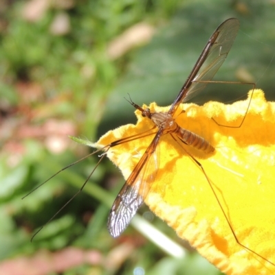 Leptotarsus (Leptotarsus) sp.(genus) (A Crane Fly) at Pollinator-friendly garden Conder - 1 Jan 2022 by michaelb