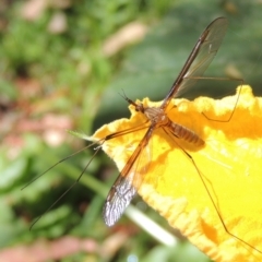 Leptotarsus (Leptotarsus) sp.(genus) (A Crane Fly) at Pollinator-friendly garden Conder1 - 1 Jan 2022 by michaelb