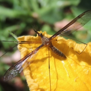 Leptotarsus (Leptotarsus) sp.(genus) at Conder, ACT - 2 Jan 2022