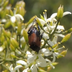 Phyllotocus navicularis (Nectar scarab) at Conder, ACT - 10 Jan 2022 by MichaelBedingfield