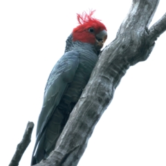 Callocephalon fimbriatum at Hackett, ACT - suppressed