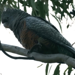 Callocephalon fimbriatum (Gang-gang Cockatoo) at Mount Ainslie - 21 Apr 2022 by jb2602