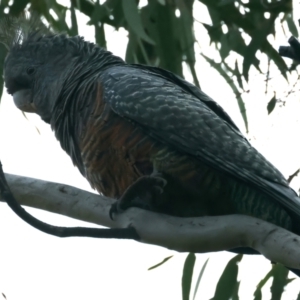 Callocephalon fimbriatum at Hackett, ACT - suppressed