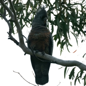 Callocephalon fimbriatum at Hackett, ACT - 21 Apr 2022