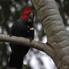 Callocephalon fimbriatum at Hackett, ACT - 21 Apr 2022