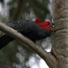 Callocephalon fimbriatum at Hackett, ACT - 21 Apr 2022