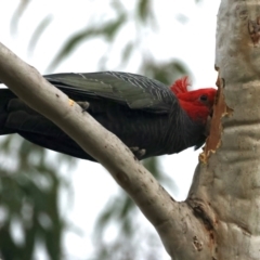 Callocephalon fimbriatum at Hackett, ACT - suppressed