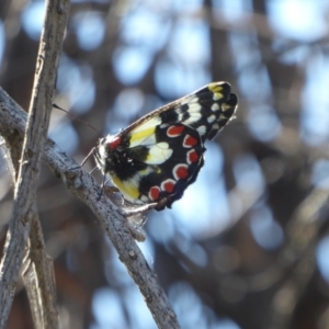 Delias aganippe at Woodanilling, WA - 13 Sep 2019