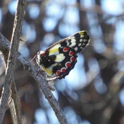 Delias aganippe (Spotted Jezebel) at Woodanilling, WA - 13 Sep 2019 by Christine