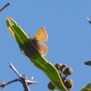 Nacaduba biocellata at Woodanilling, WA - 13 Sep 2019